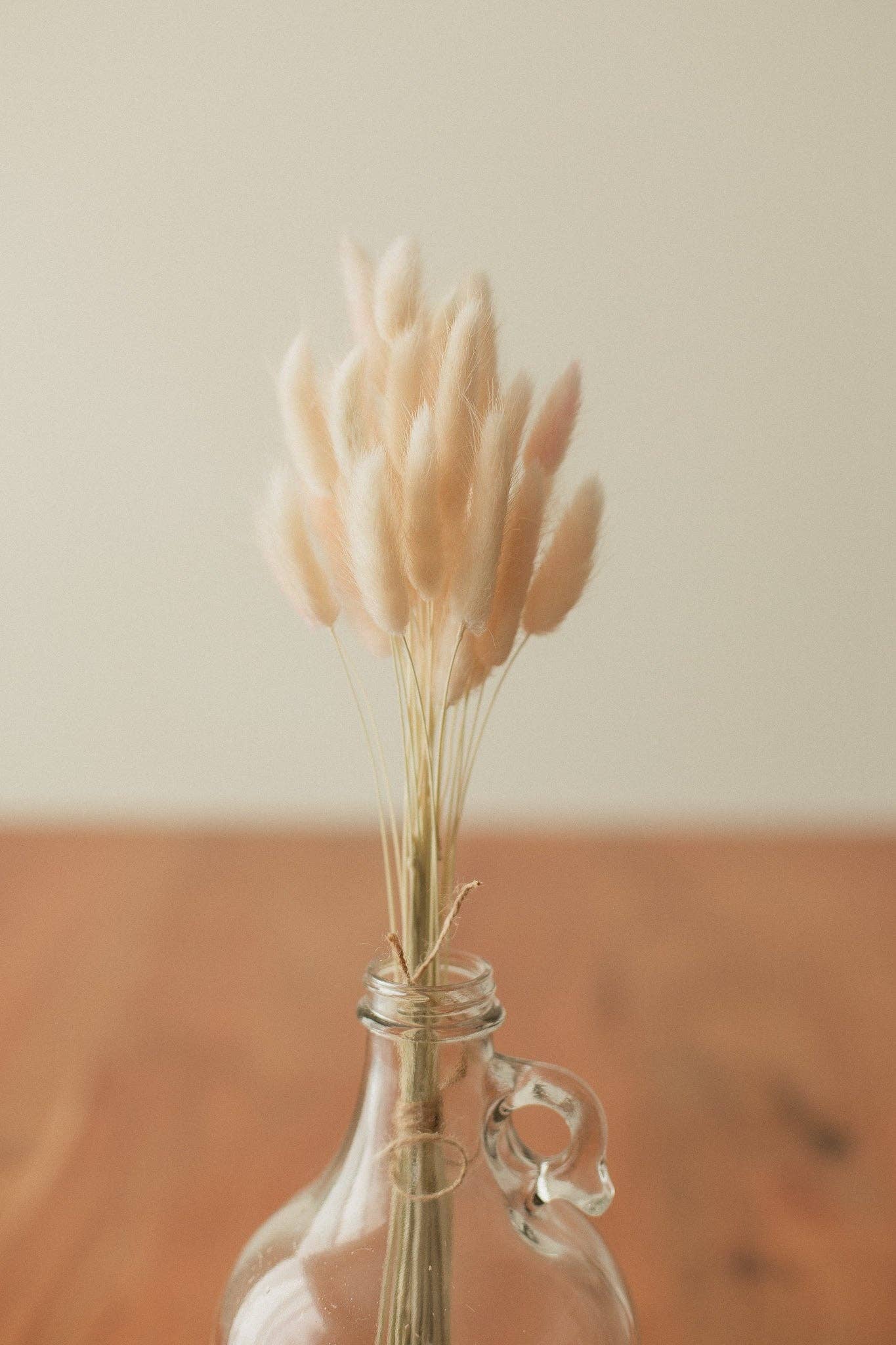 Eucalypt Co. - Venta al por mayor Flores secas/prensadas - Colas de conejo preservadas11