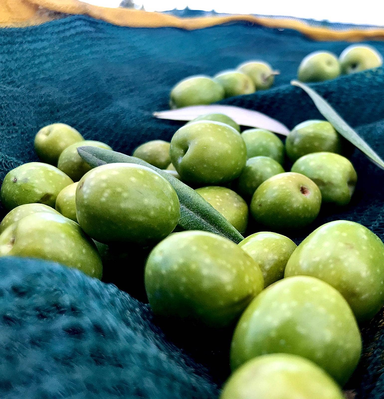 Don Vito Eccellenze Siciliane - Wholesale Olive Oil - Extra virgin olive oil2