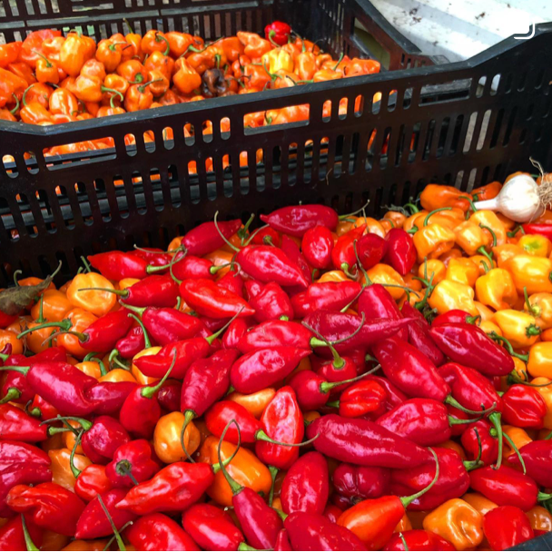 Josephine's Feast - Wholesale Jam/Jelly - Red Hot Pepper Jam4