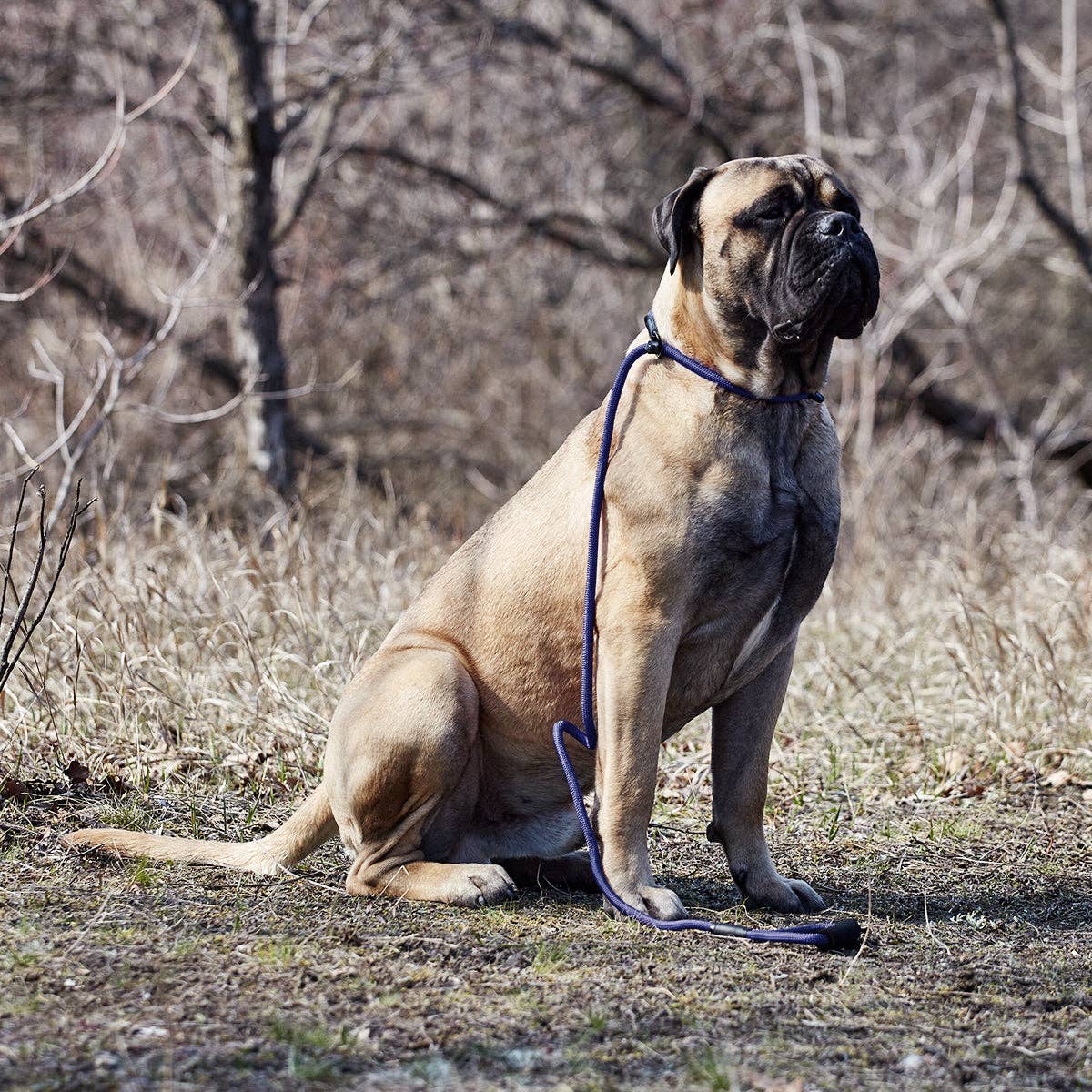 Dogline - Vente Laisse – chien - Laisse coulissante ronde en nylon13