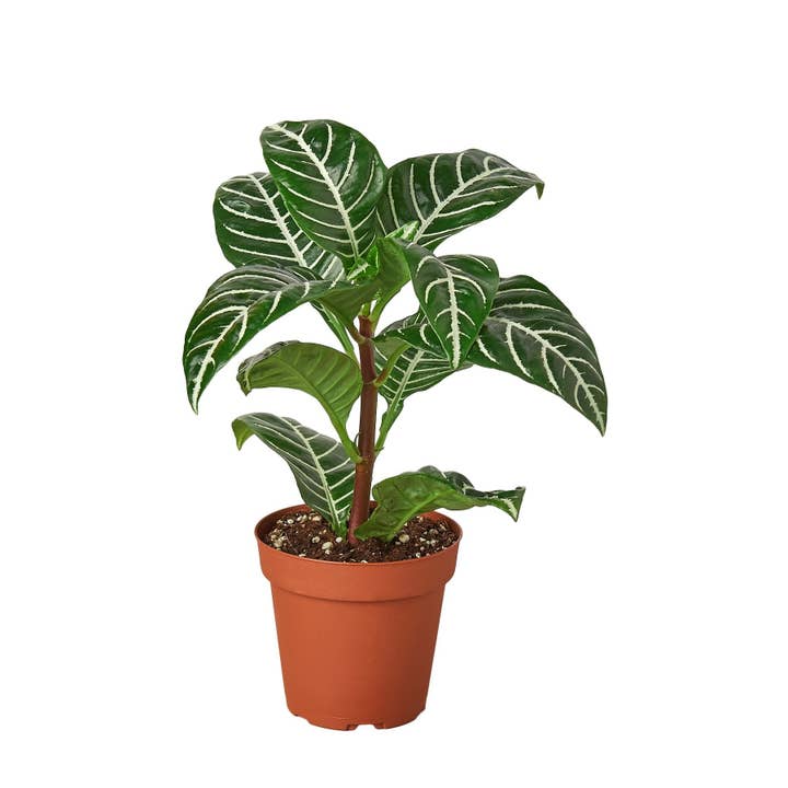 House Plant Wholesale - Wholesale Live Plant - Zebra 'Aphelandra'