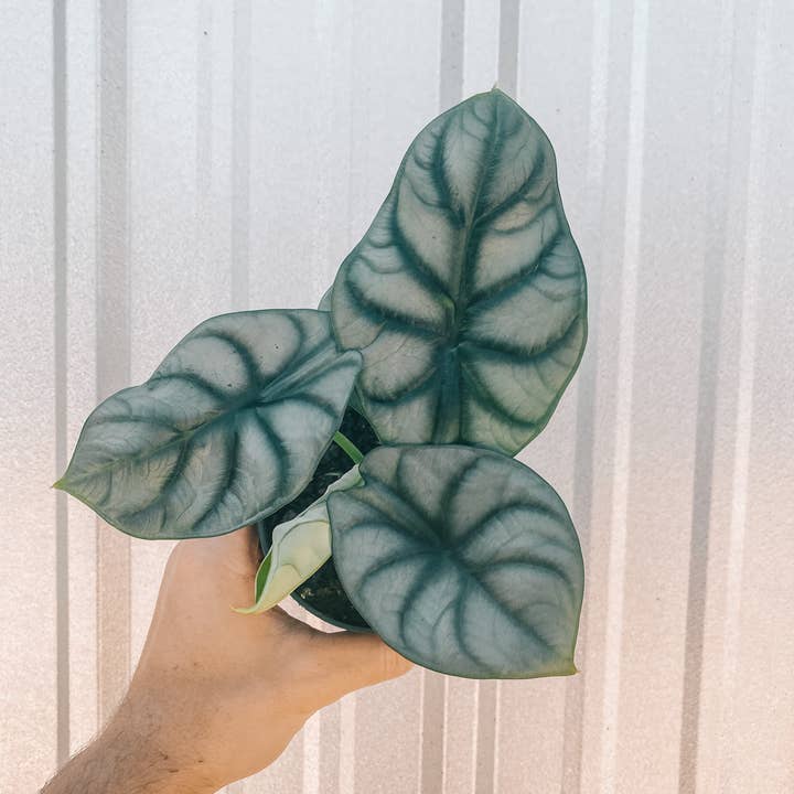 BWH Plant Co - Wholesale Live Plant - 4" Alocasia 'Silver Dragon'1