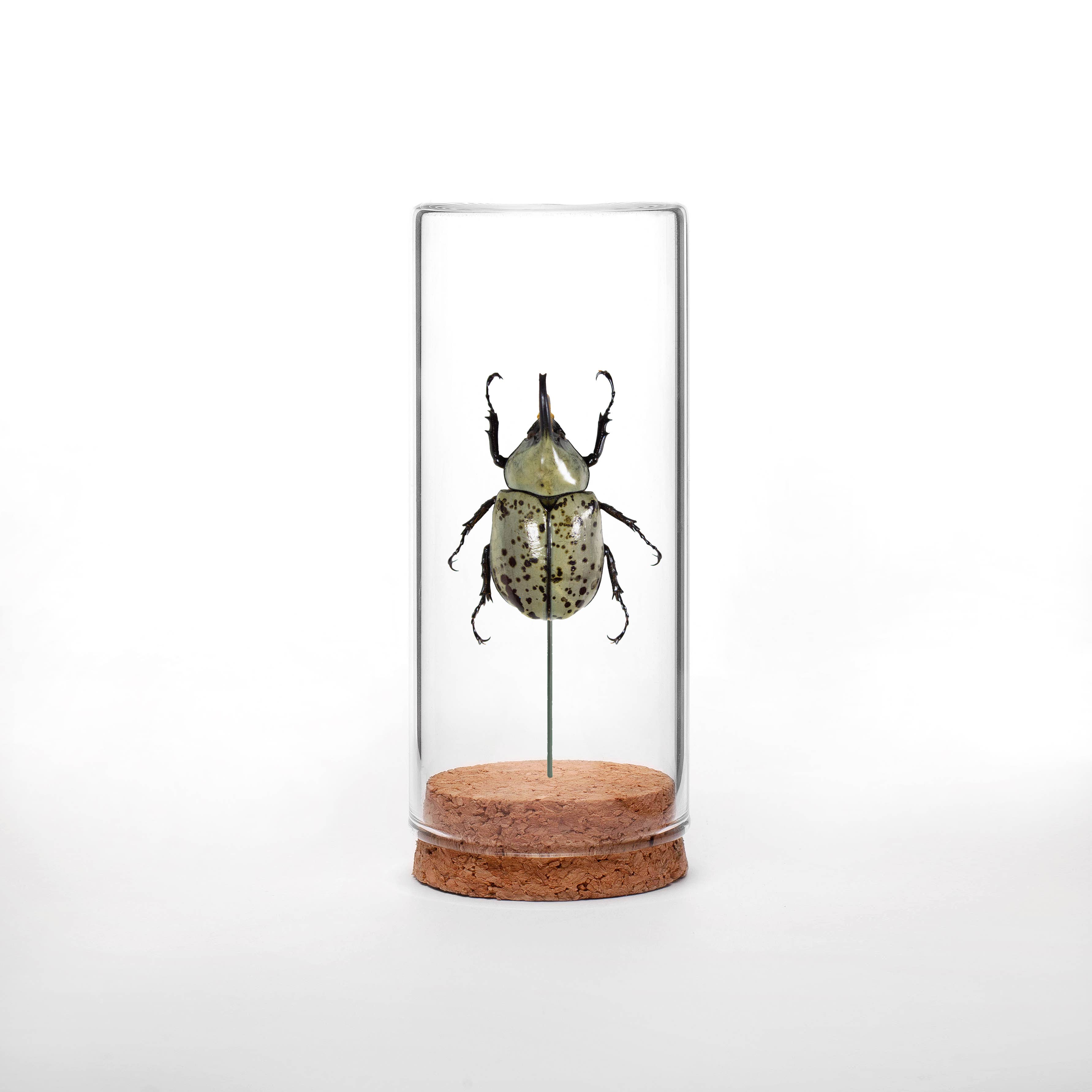 Green Beetle Shop - Wholesale Decorative Tabletop Object - Western Hercules Beetle Globe