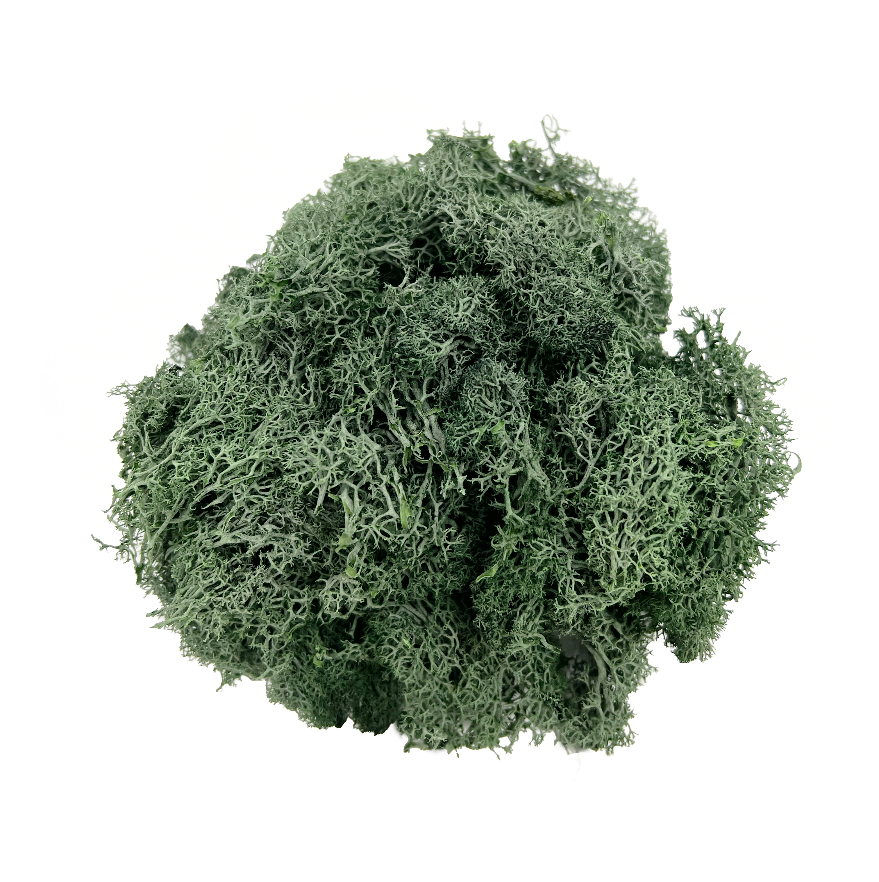 2626 Designs - Wholesale Dried/Pressed Flowers - Preserved Reindeer Moss in Multiple Colors4