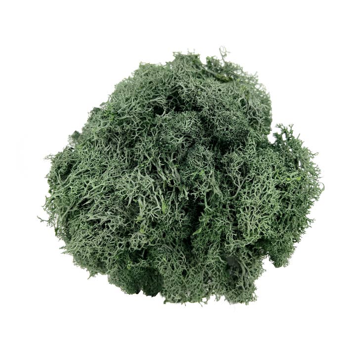 2626 Designs - Wholesale Dried/Pressed Flowers - Preserved Reindeer Moss in Multiple Colors14