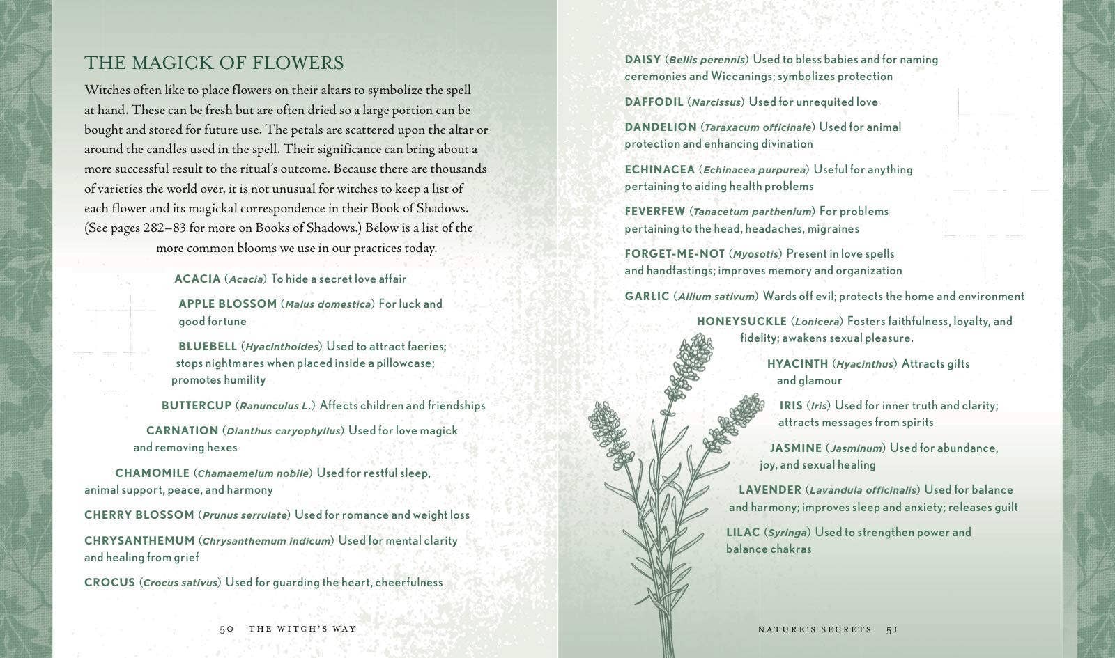 Hachette Book Group - Wholesale Body, Mind & Spirit Book - Witch's Way by Shawn Robbins7