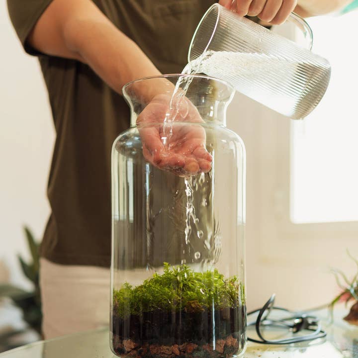 BOREEN Shop - Wholesale Terrarium - Terrarium with air plants Tillandsia | Eternal Garden6