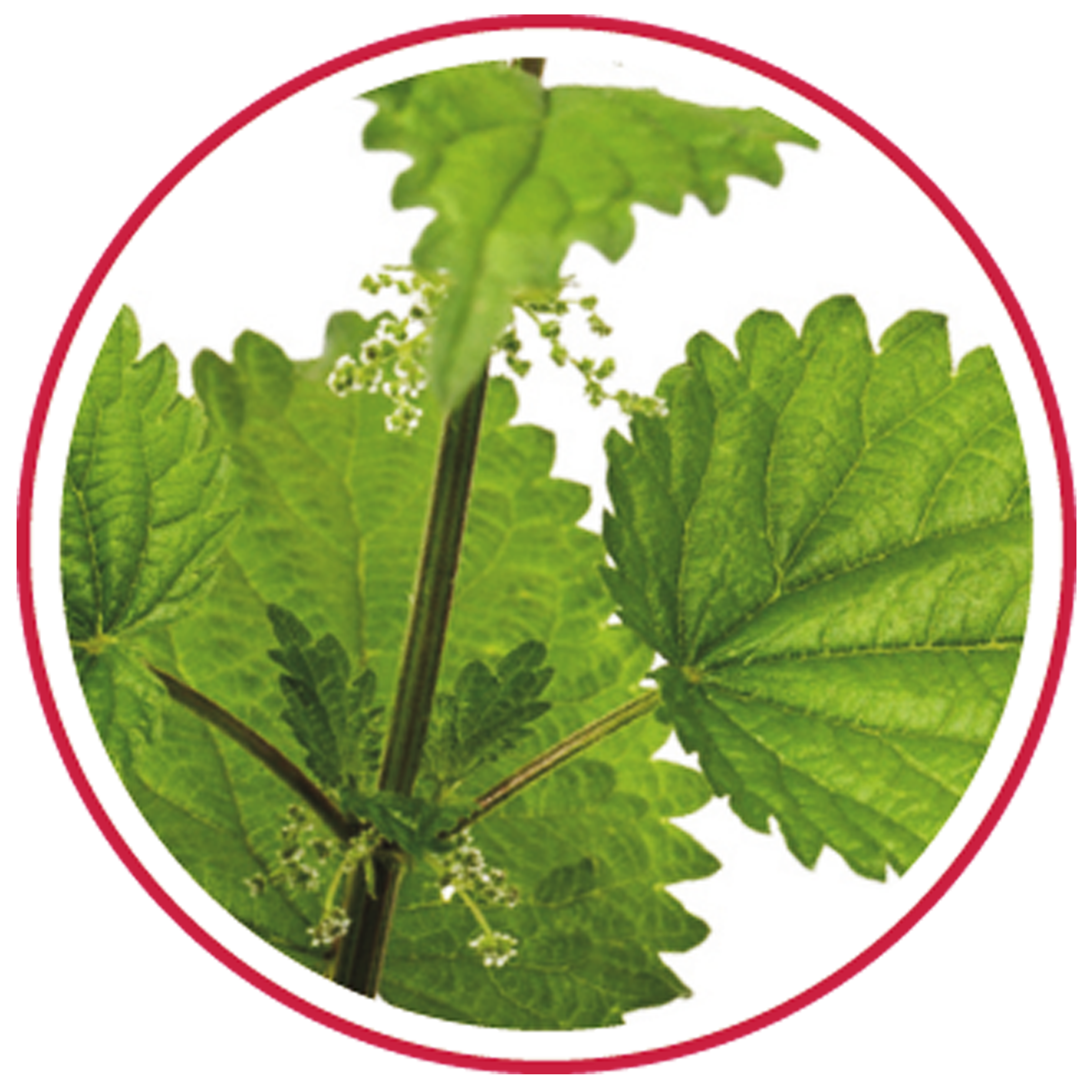 Nutrisensis - Wholesale Health/Detox Tea - NUTRISENSIS - Organic circulation infusion - 20 bags4