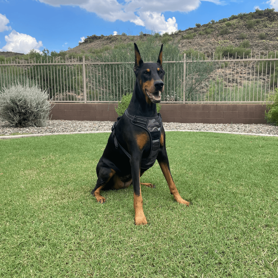 4Knines – Großhandel Haustierdecke – Hund – Hundegeschirr10