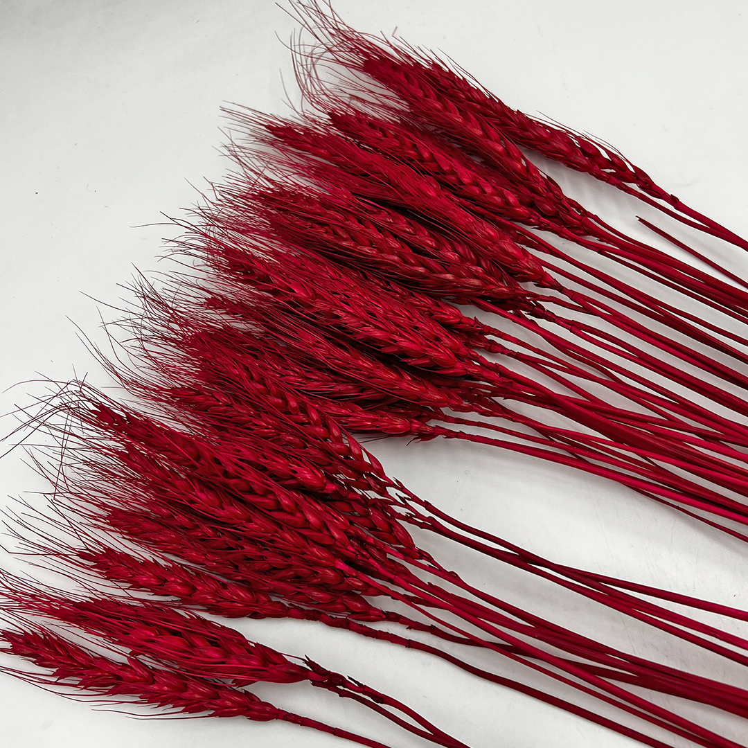 2626 Designs – wholesale Torkade/pressade blommor – Torkat vete, 50 st, cirka 61 cm långt20