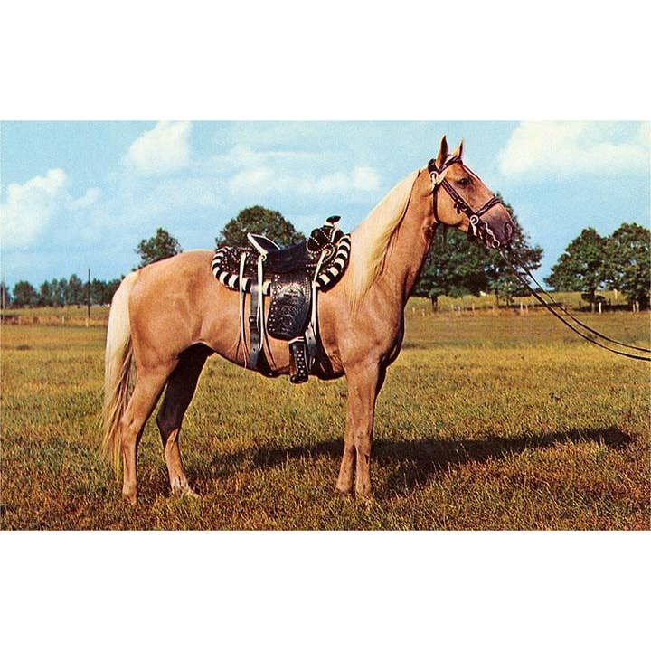 Found Image Press - Wholesale Sticker - Sticker EQ-133 Palomino