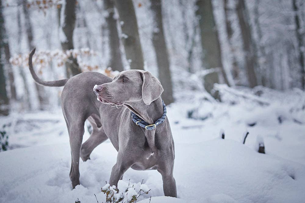 ammi for Dogs – Engroshandel Halsbånd - Hund – Flettet tykt læderhalsbånd6
