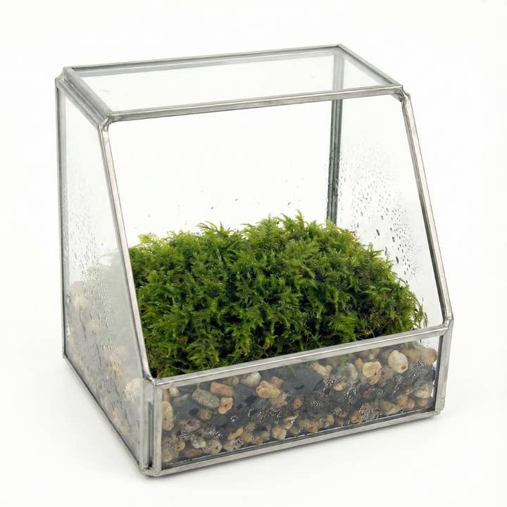 Moss & Stone Gardens - Vente Terrariums - Mousse vivante pour terrariums1
