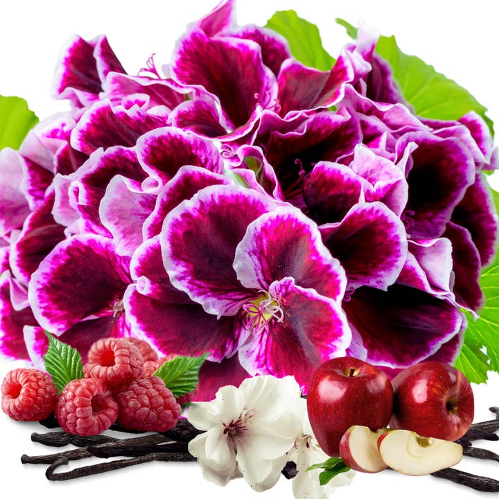 Indigo Scents Candle Co. – detergente para pavimentos por atacado – Sabonete de Esfregão de Veludo2