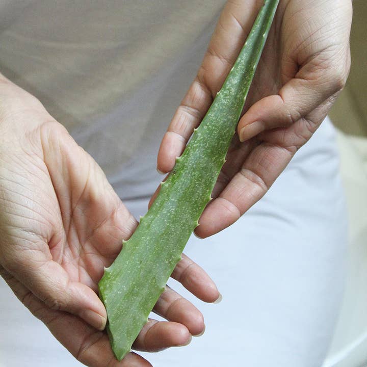 JDBotanics - Wholesale Aloe Spray/Cream - the aloe ferox gel 2.53 fl oz4