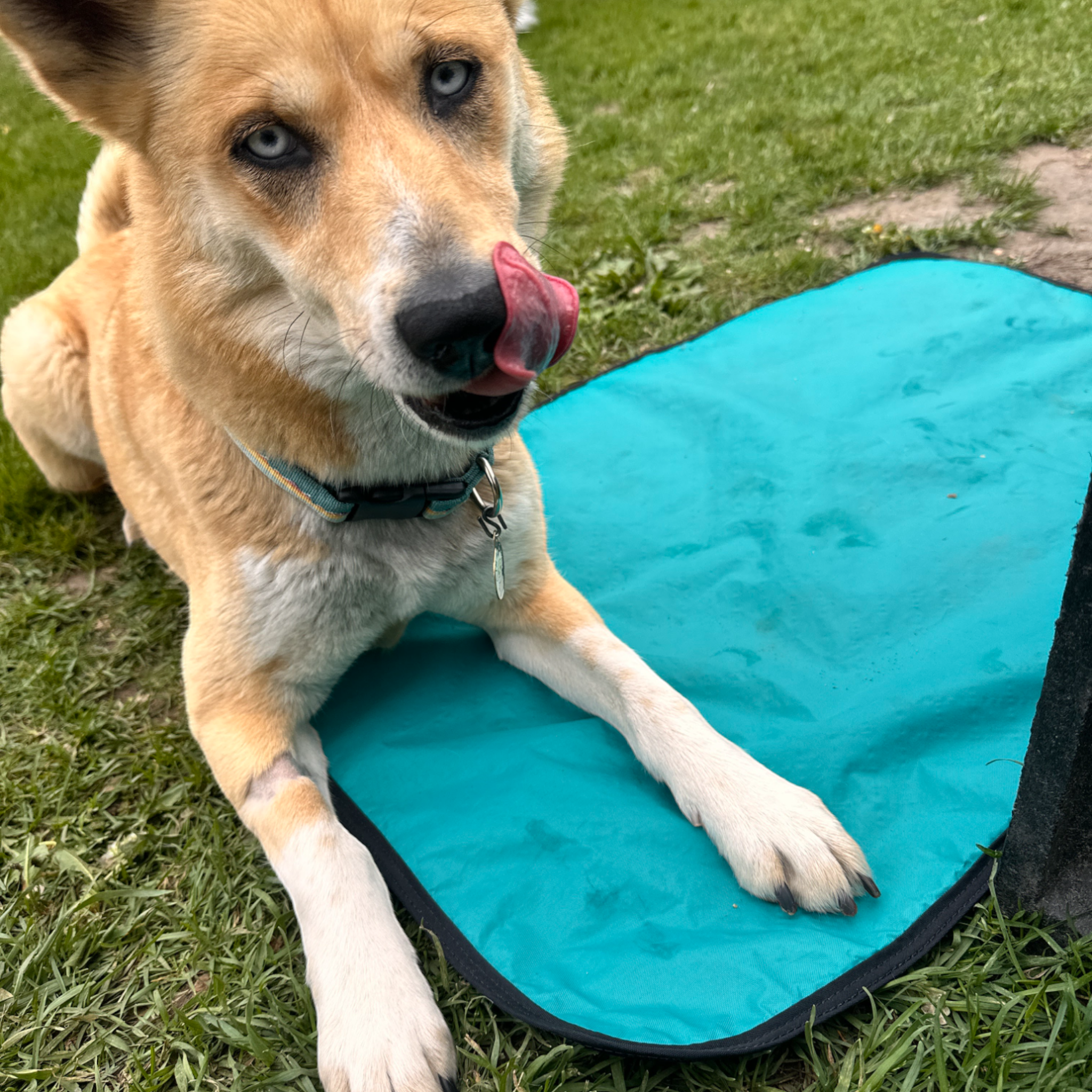 LUWELLO, LLC - Wholesale Pet Bed - Dog - Portable Dog Settle Mat8