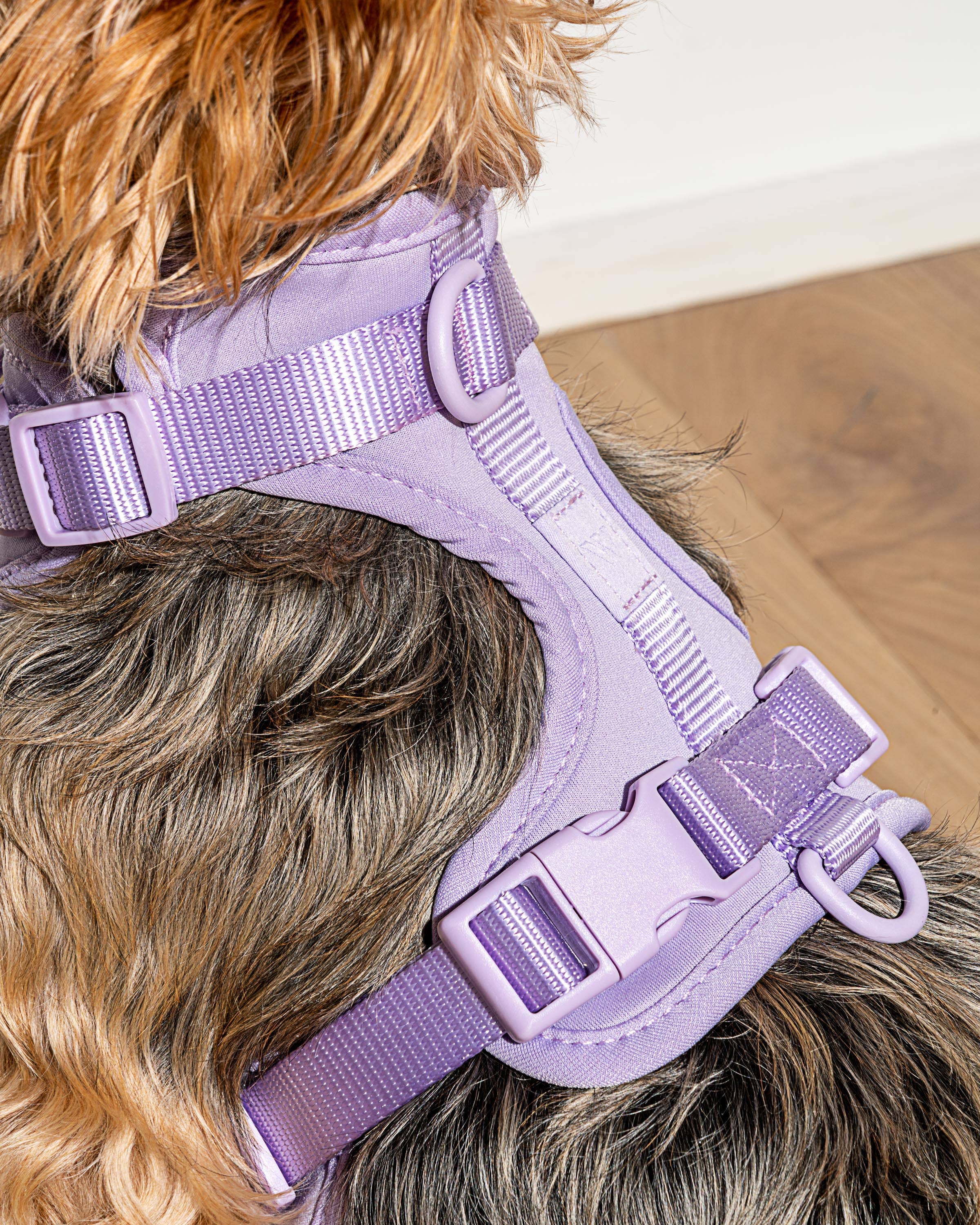 Wild One - Wholesale Pet Harness - Dog - Harness30