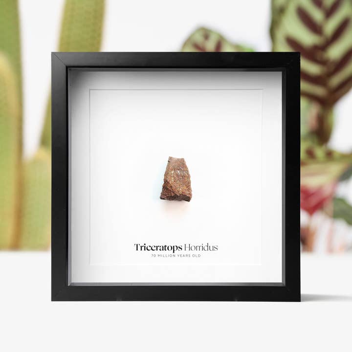 Marco de caja con forma de fósil de dinosaurio auténtico con forma de diente de Triceratops Horridus para venta al por mayor de Curated Studio