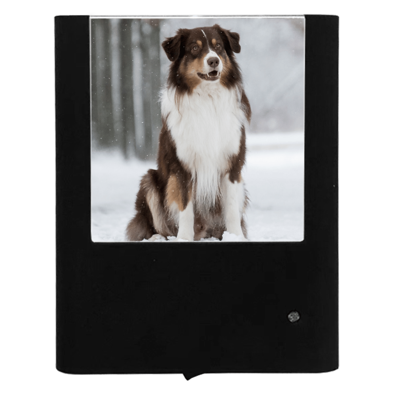 Nightlight Studio - Wholesale Night Light - Australian Shepherd0