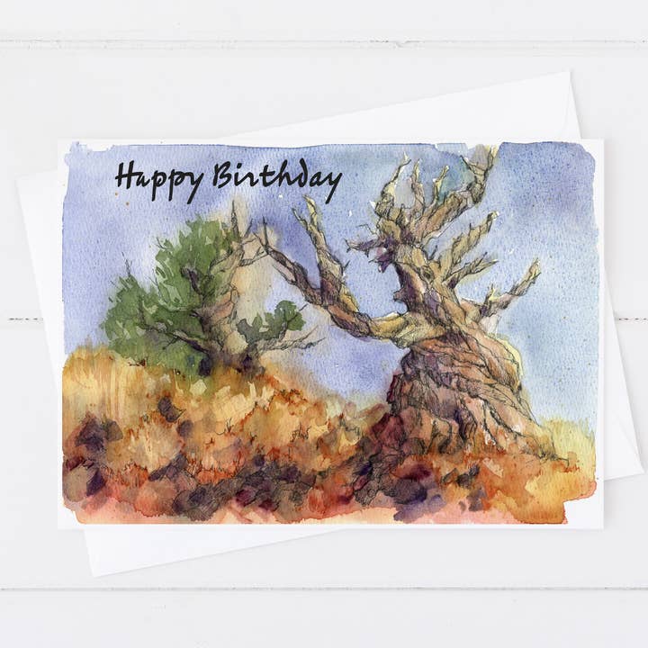 Cartão de Felicitações de Aniversário do Antigo Pinheiro Bristlecone por atacado de Rugosa & Pine