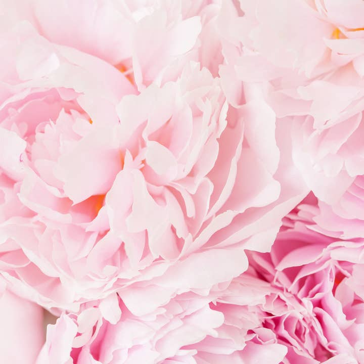 Milkhouse Candle Company - Wholesale Jar/Filled Candle - 13 oz Mason Jar Candle: Pink Peony5