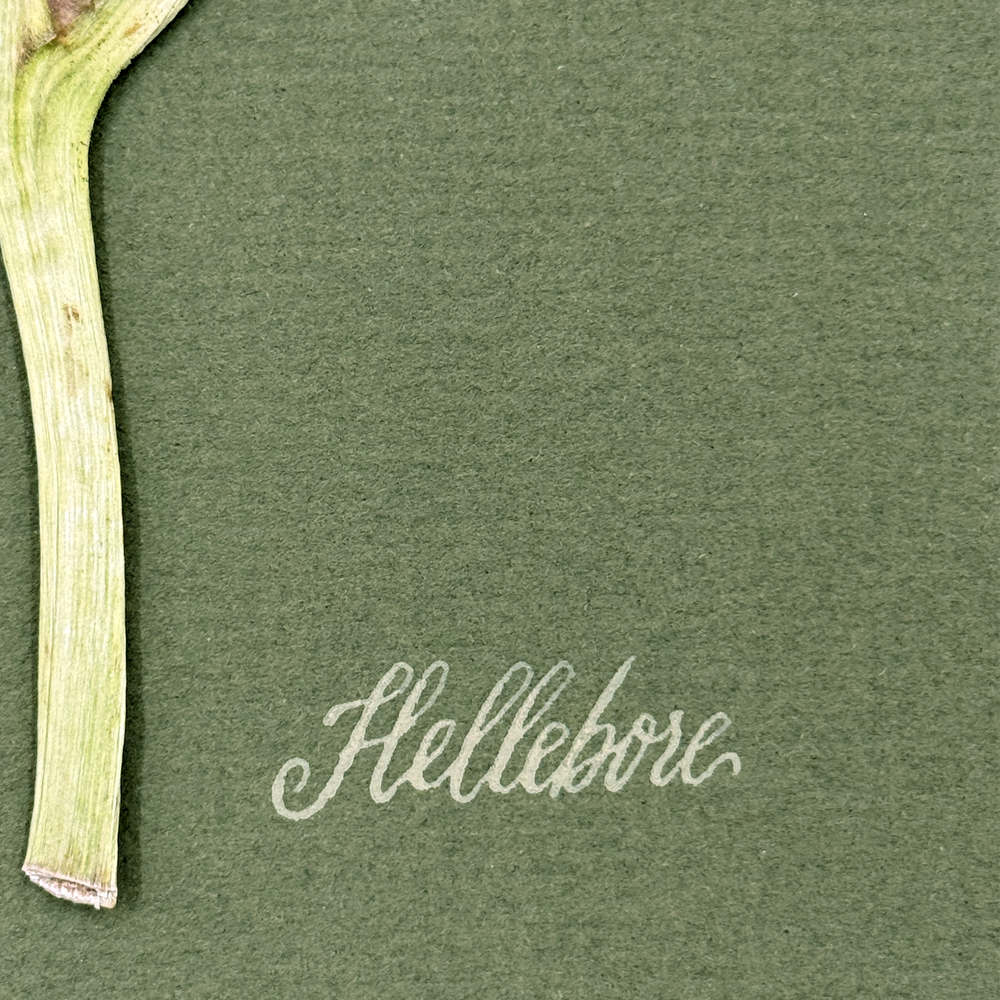 The Fleur De Lis House – Escultura por atacado – Arte de parede verde com heléboro prensado único.5