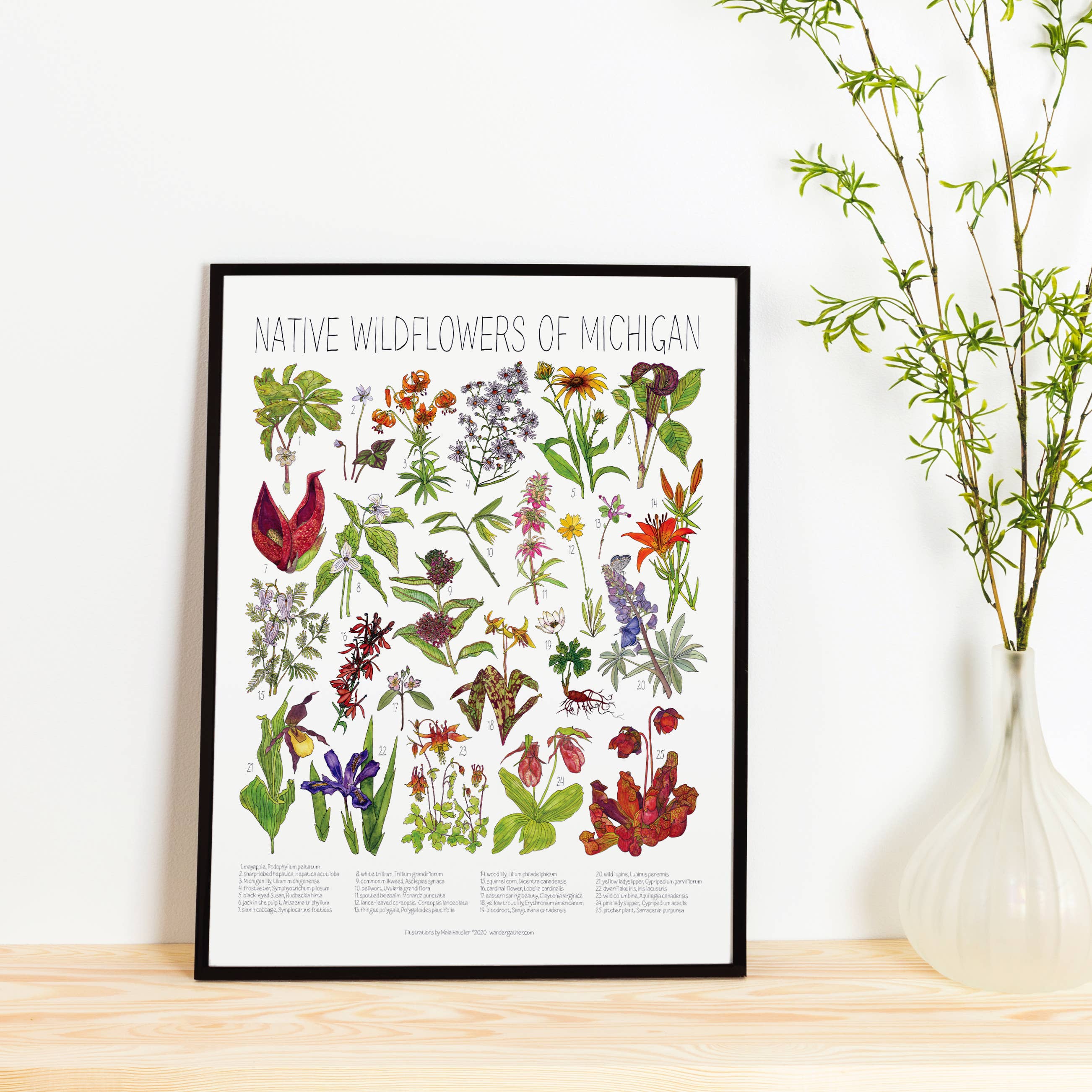 Wander & Gather - Wholesale Poster - Native Wildflowers of Michigan Poster 2