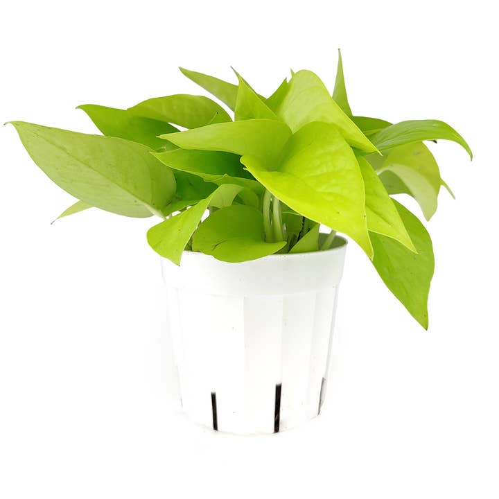 Best Plant Friend - Vente Plante - Pothos Neon - Plantes Pothos - Plantes d'intérieur vivantes - Pot de 4/6 po