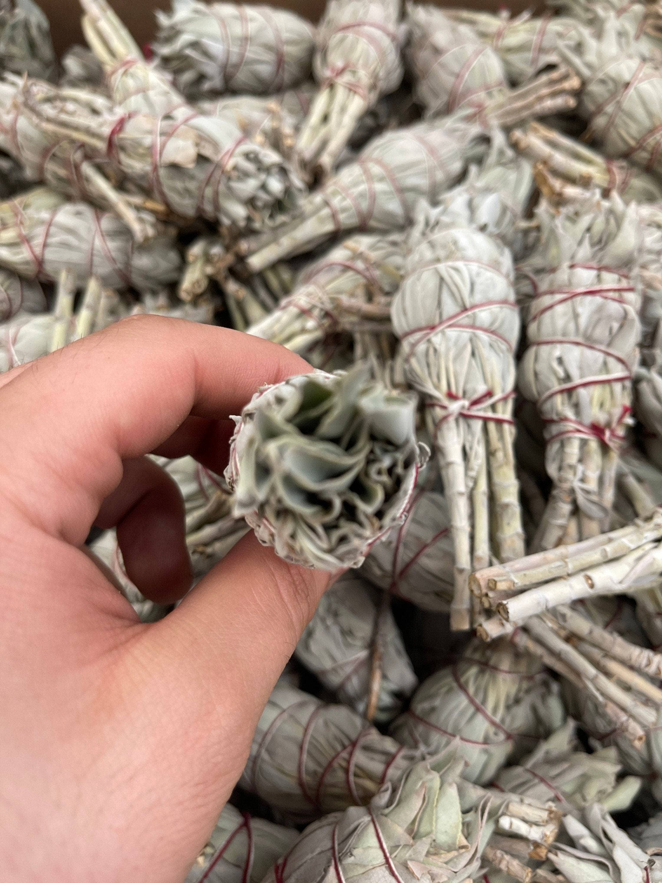 CaNatureLover – wholesale Salviabunt – ORGANISK ficklampa Sage Smudge pinnar,1.54