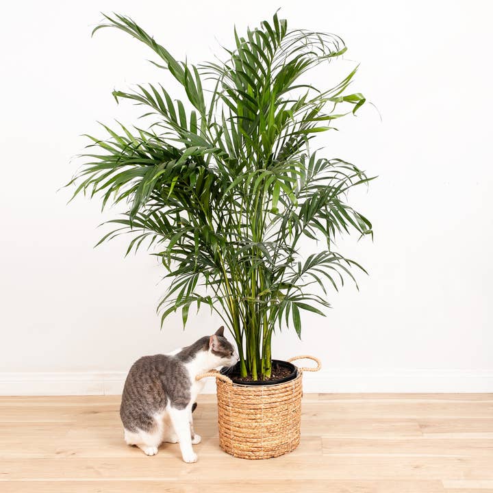 Lively Root - Wholesale Live Plant - Areca Palm Indoor Tree49