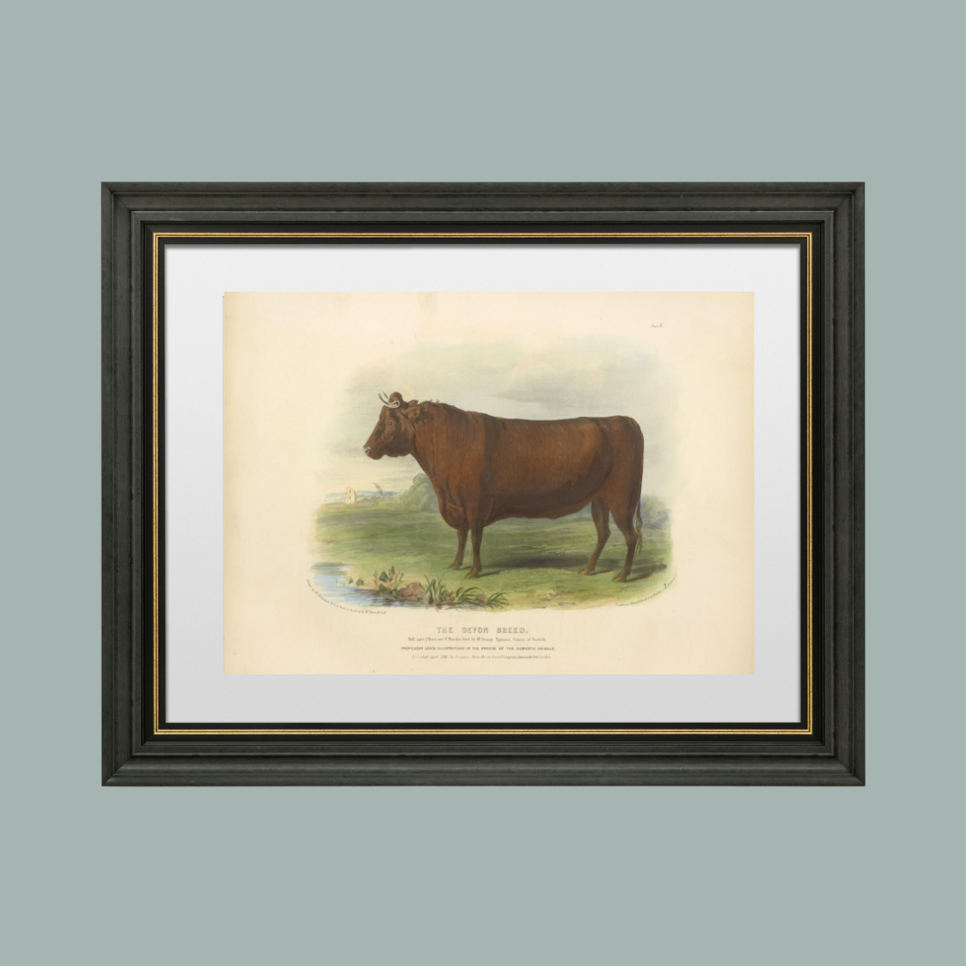 Sea to Skye - Wholesale Art Print - English Devon Bull Antique Art Print4