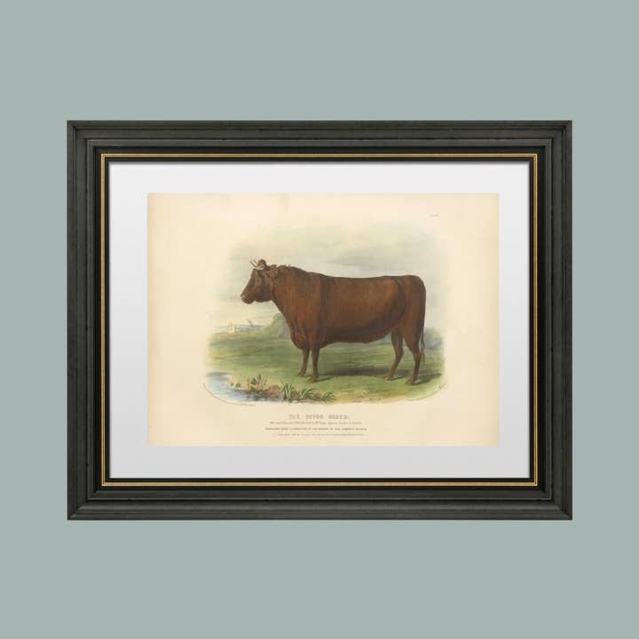 Sea to Skye - Wholesale Art Print - English Devon Bull Antique Art Print4