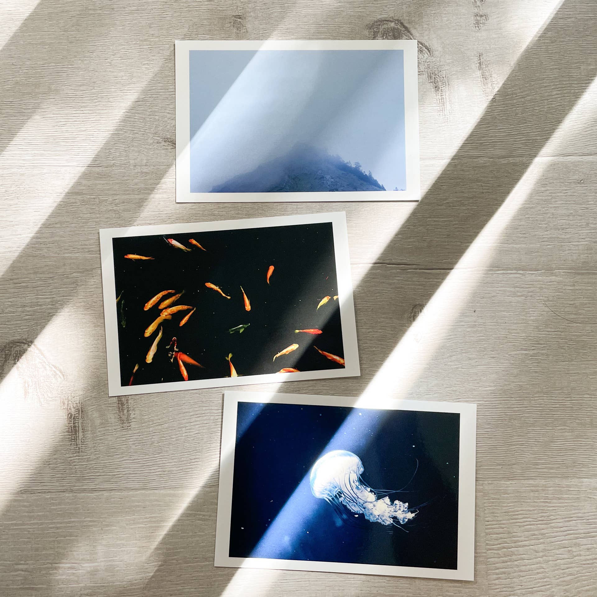 Sixtyeightcolors - Wholesale Postcard - Fine Art Photography Postcard - Jellyfish2