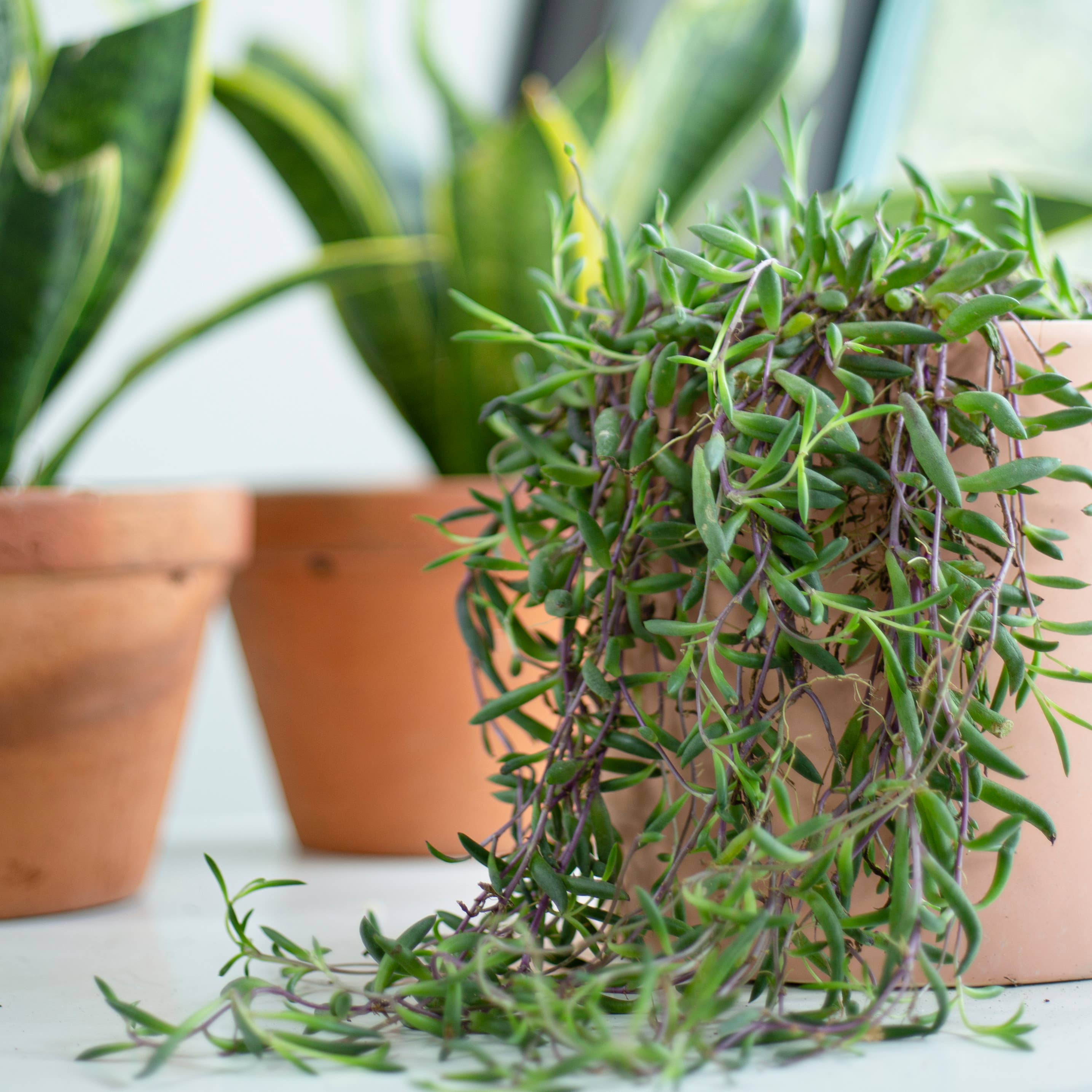 Best Plant Friend - Wholesale Succulent - Ruby Necklace Succulent - Hanging Succulents 2/4/6 inch6