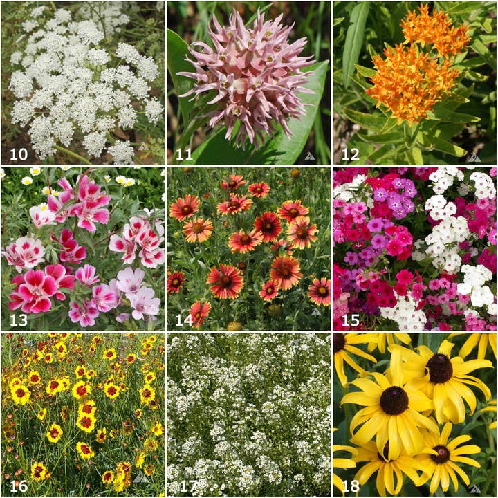 Potting Shed Creations, Ltd. - Wholesale Plant Seeds - Garden Sprinkles | Butterfly | Best Seller