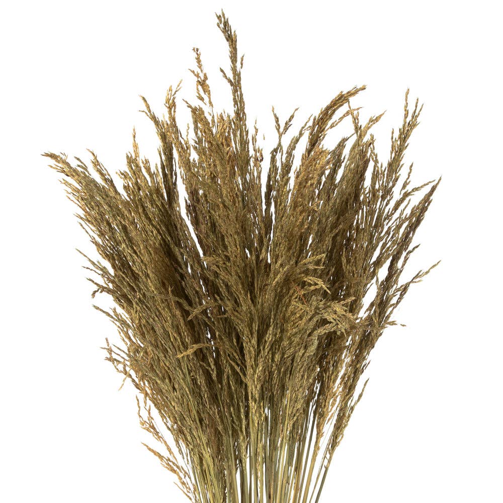 Dried Decor - Vente Fleur séchée/pressée - Herbe du Congo 36", botte de 8 oz | 30 bouquets | Naturel1