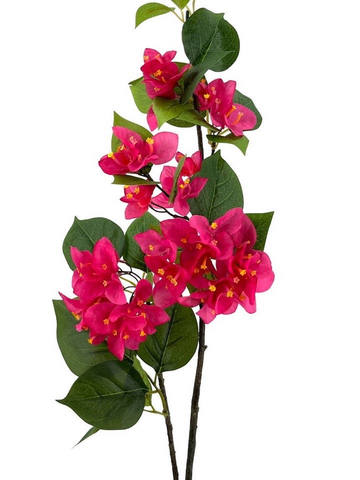 Bougainvillea Rama X2 Fuchsia 80cm (48cm) for wholesale by Aguilar Málaga
