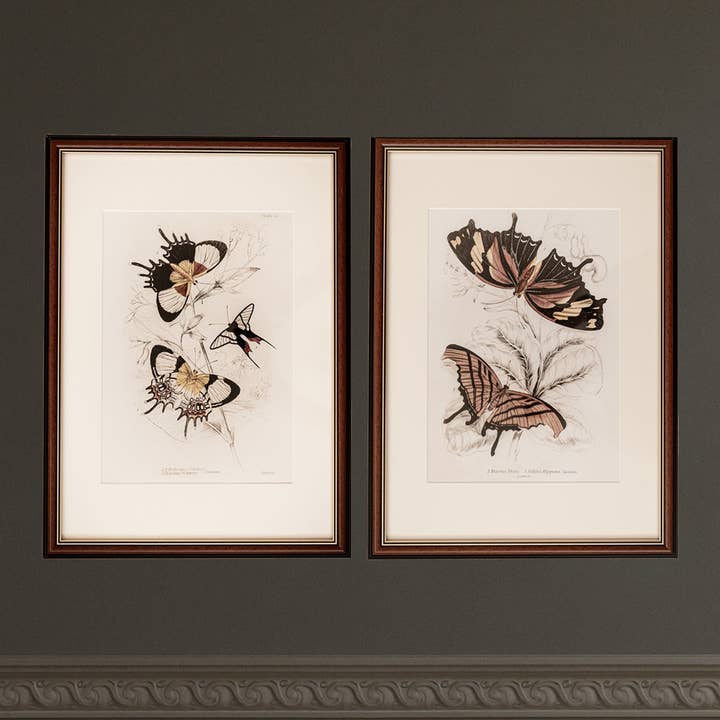 Coultura - Wholesale Gallery Wall Set - Framed Set of Two Vintage Butterfly Art Prints 02 (Classic Teak Frame Collection)0