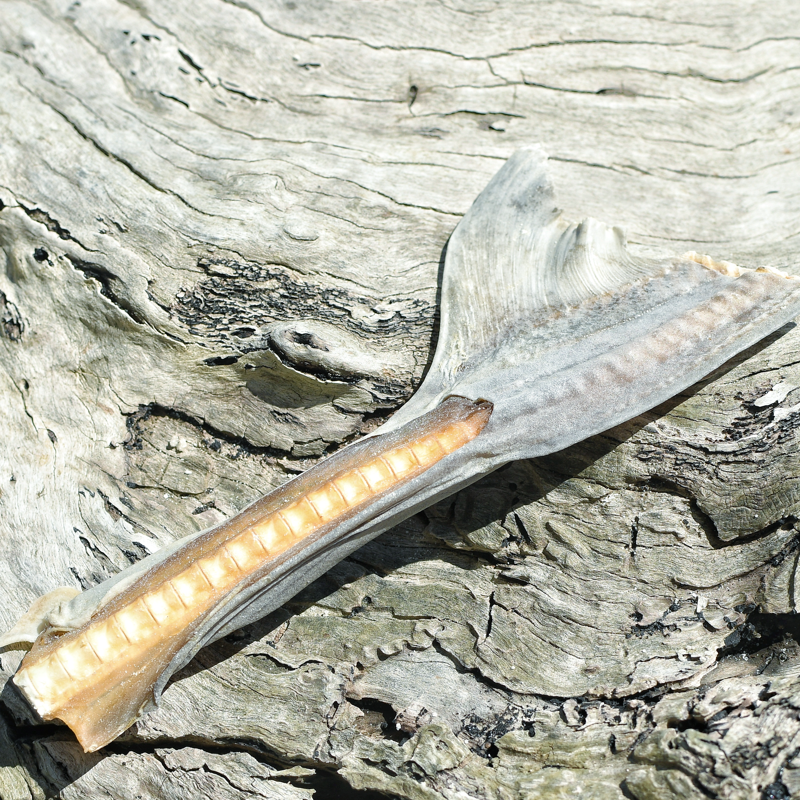 Rover Pet Products - Wholesale Pet Treats - Dog - Blade Runner - Shark Blade6