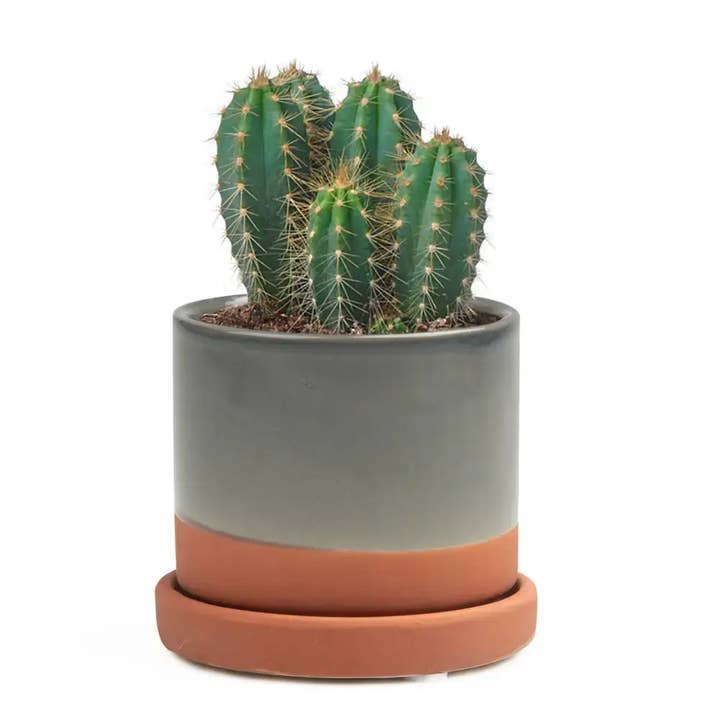 Chive UK - Wholesale Plant Pot - Minute Handmade Ceramic Planter Indoors Pot With Saucer31