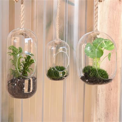 HomArt – Großhandel Terrarium – HomArt Sole hängendes Glas-Terrarium, klein3
