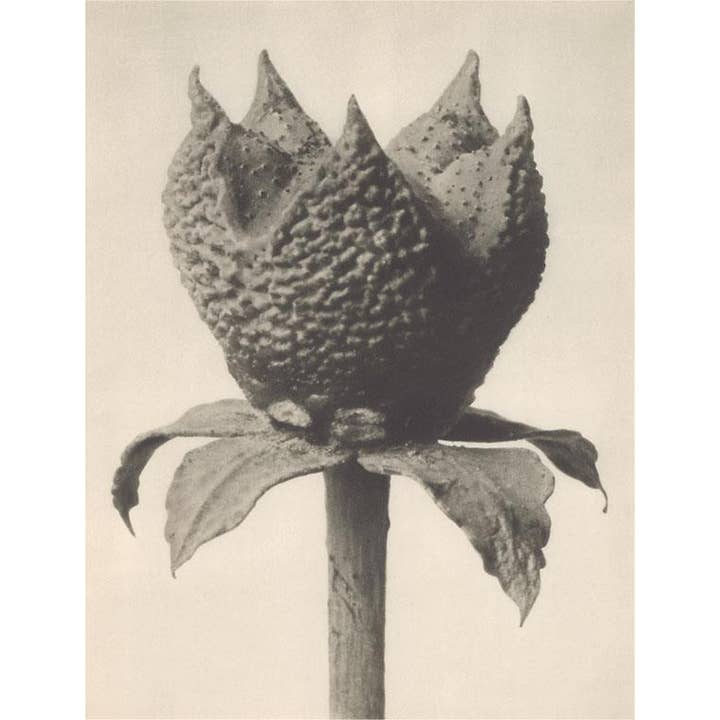 Found Image Press - Wholesale Stationery/Notecard Set - Greeting Card PL-31 Rue Fruit with Calyx