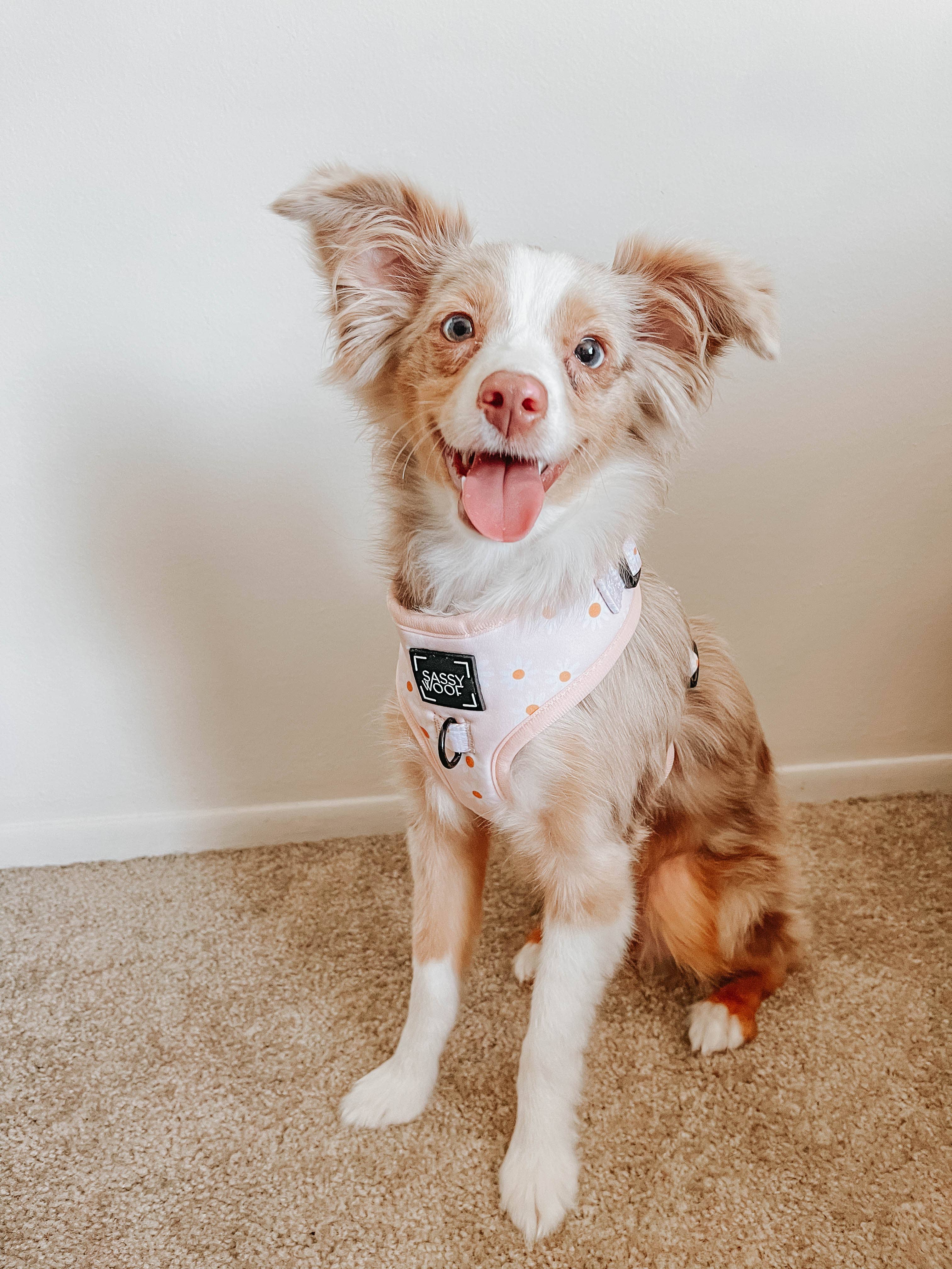 SASSY WOOF - Wholesale Pet Harness - Dog - Dog Adjustable Harness - Dainty Daisy12