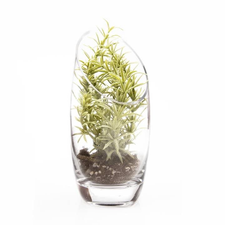 Chive - Wholesale Terrarium - Glass Terrarium Bowl