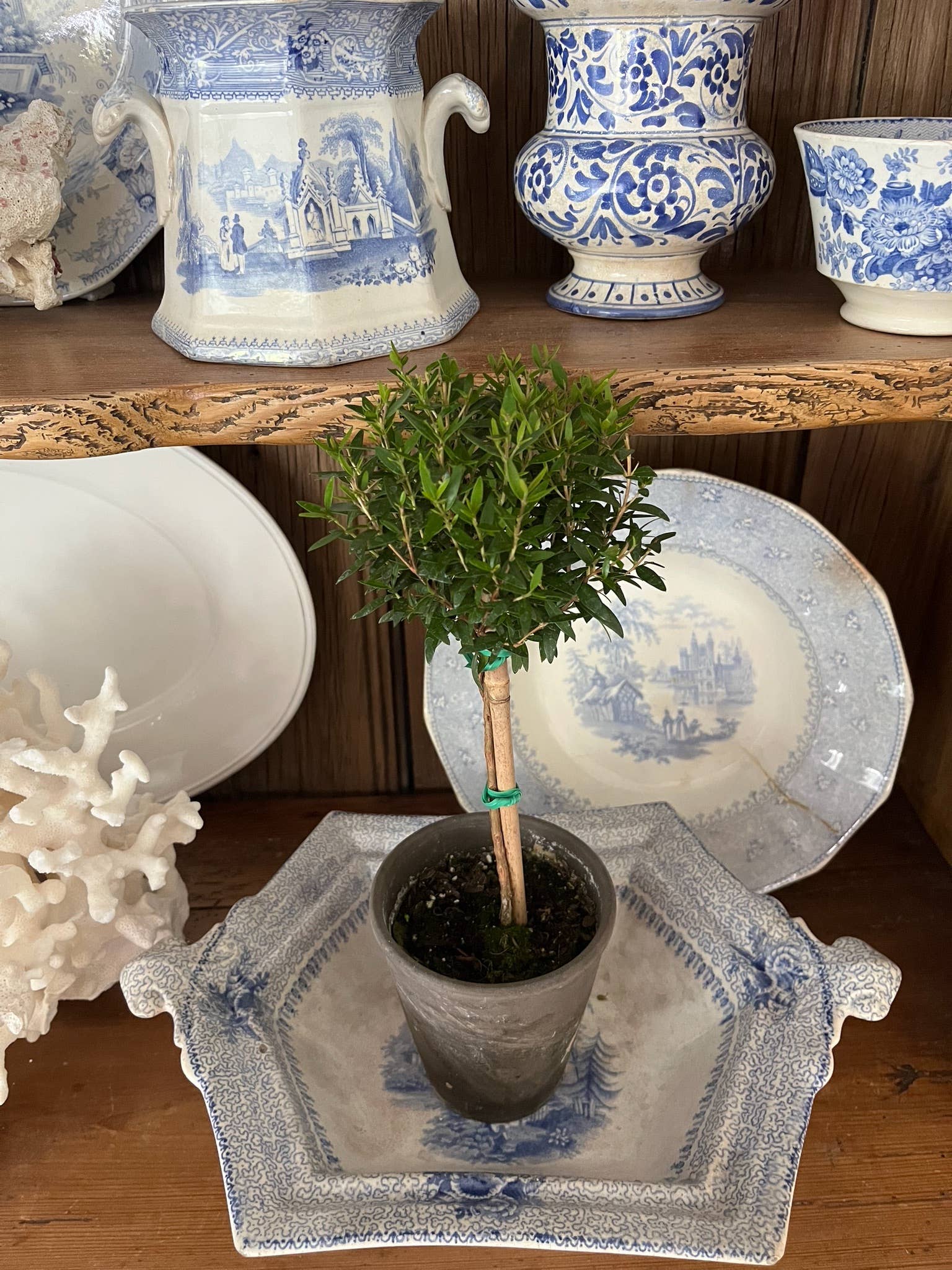 Sunrise Topiaries - Wholesale Live Plant - Live Single Ball Myrtle Topiary in 4 inch Pot6