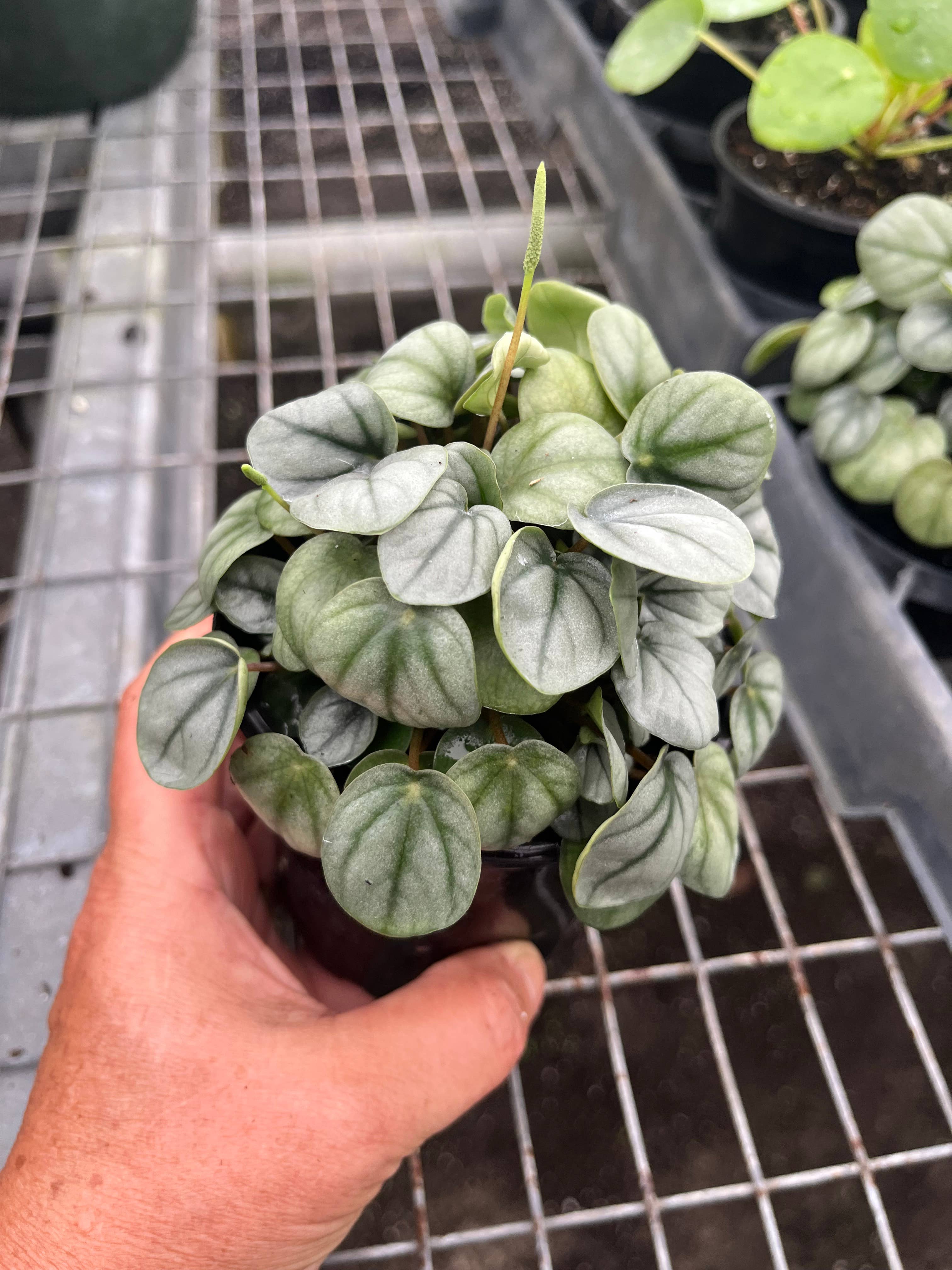 Succulents & Such, Inc. - Wholesale Live Plant -  4" Peperomia Frost Live Plant  1