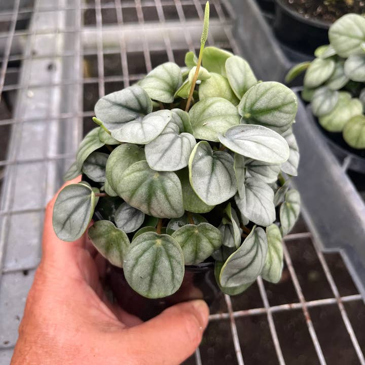 Succulents & Such, Inc. - Wholesale Live Plant - 4" Peperomia Frost Live Plant 1