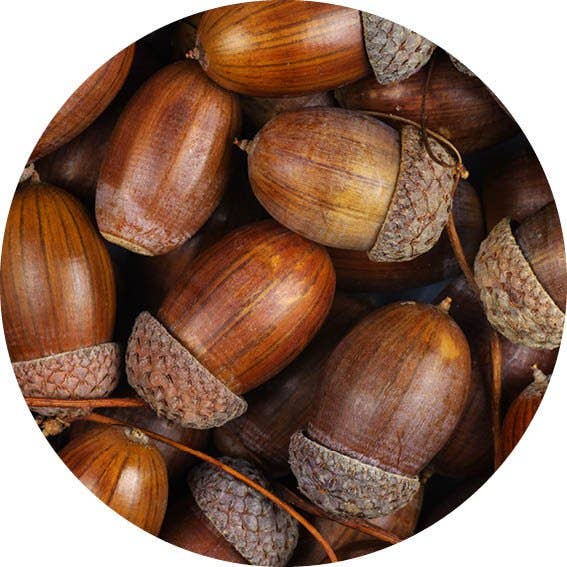 Bellotas Wall Circle para venta al por mayor de GM decoratie