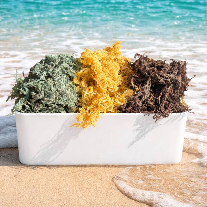 Atlantic Gold Sea Moss - Wholesale Oral Supplement/Vitamin - Dry Sea Moss 1 to 15 Lbs, Colors Wild-harvested St. Lucia5