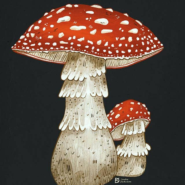 Toadstools // Signed Print for wholesale by Sandra Dieckmann